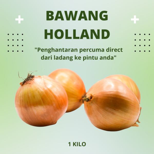 Holland Onion / Bawang Holland