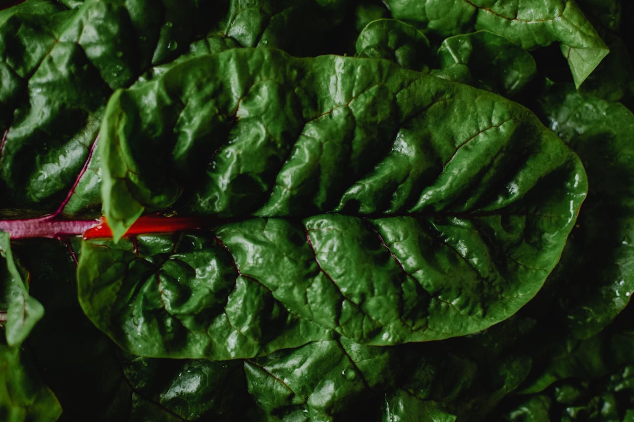 Detailed view of fresh Swiss chard leaves, showcasing vibrant green color and texture.