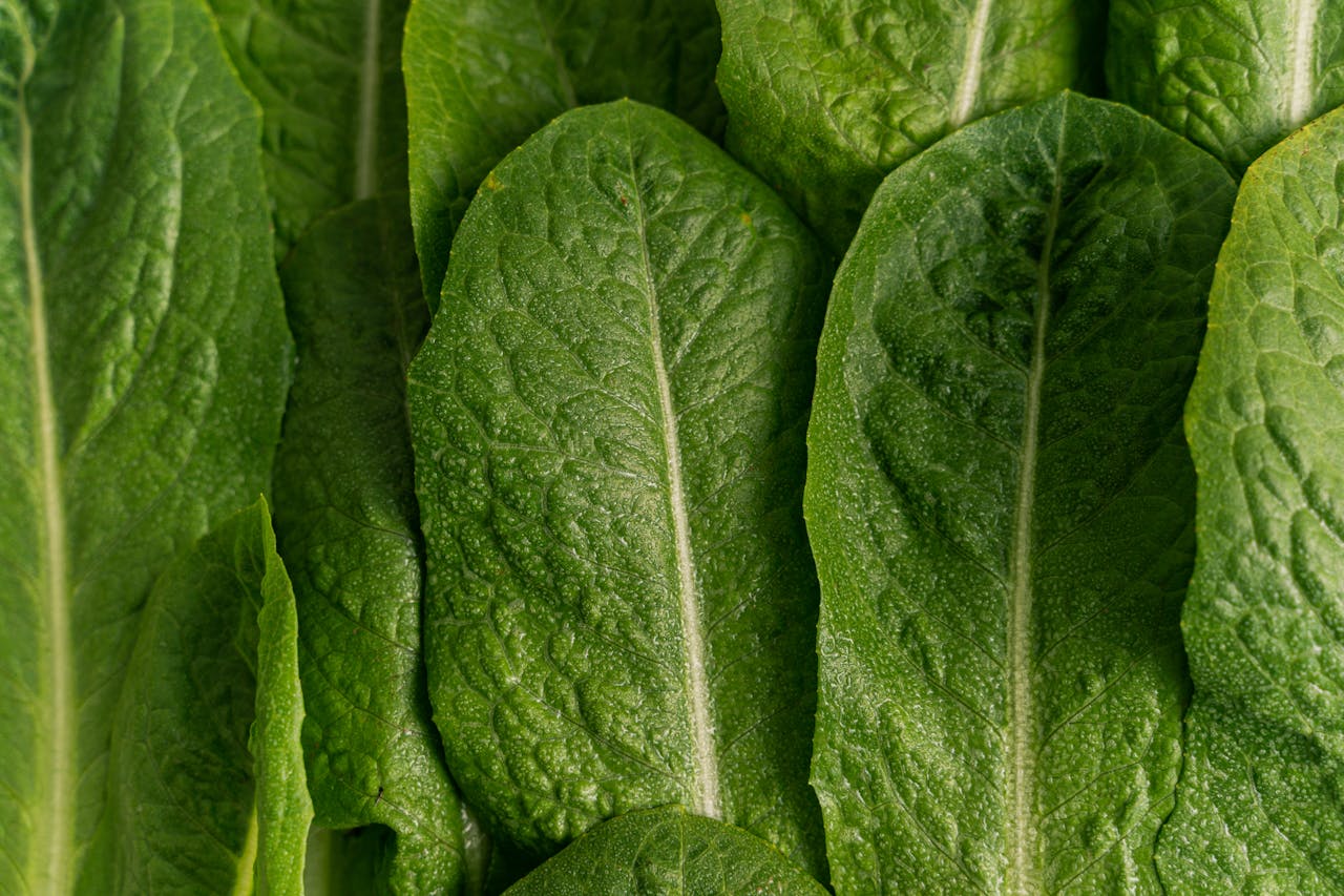 Close-up of fresh green romaine lettuce leaves, showcasing their textured surface.